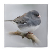 Carreau Junco à ardoise foncée sur l'arbre à poires (Devant)