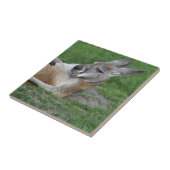 Carreau Kangaroo à dos (Côté)