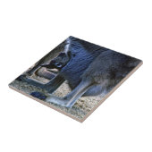 Carreau Kangourou bébé dans la poche de la mère - Australi (Côté)