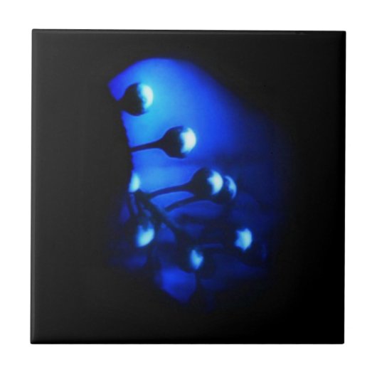 Carreau Kate (Devant)