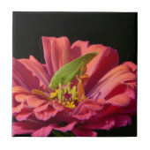 Carreau Katydid sur Zinnia (Devant)