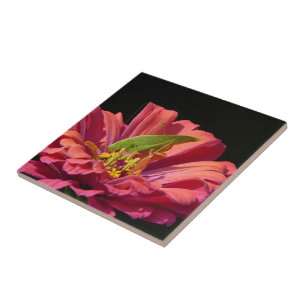 Carreau Katydid sur Zinnia