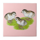 Carreau Keets de Guinée violette (Devant)