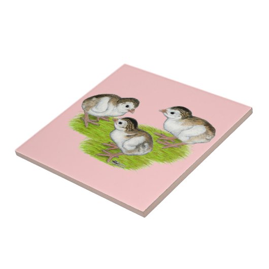 Carreau Keets de Guinée violette (Côté)