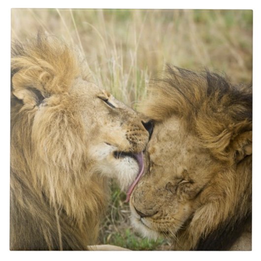Carreau Kenya, Masai Mara (Devant)