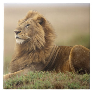 Carreau Kenya, Masai Mara   Lion mâle
