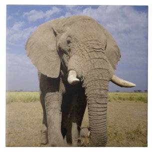 Carreau Kenya : parc national d'Amboseli, éléphant mâle