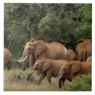 Carreau Kenya : parc national de Tsavo Est, troupeau d'élé