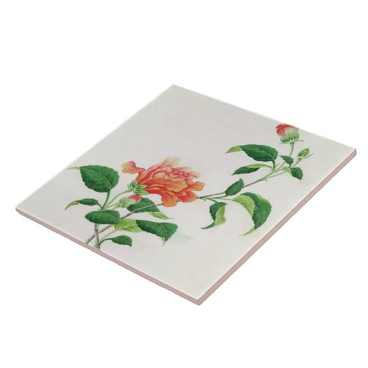 Carreau Ketmie (Côté)