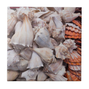 Carreau Key West, coquillages