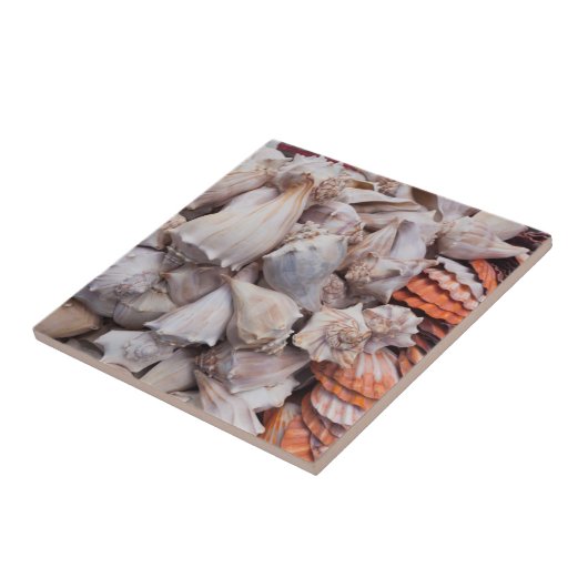 Carreau Key West, coquillages (Côté)