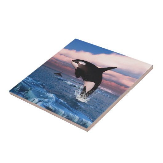 Carreau Killer Whales in the Arctic Ocean (Côté)