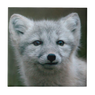 Carreau Kit de Fox arctique des images de Getty
