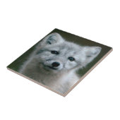 Carreau Kit de Fox arctique des images | de Getty (Côté)