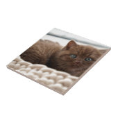 Carreau Kitten (Côté)