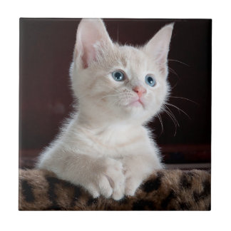 Carreau Kitten blanc vulnérable