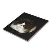 Carreau Kitten noir et blanc (Côté)