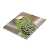 Carreau Kiwi (Côté)