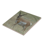 Carreau Klaxons tordus d'antilope d'A33 Pronghorn (Côté)