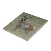 Carreau Klaxons tordus d'antilope d'A37 Pronghorn (Côté)