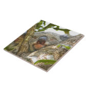 Carreau Koala Bear Napping (Côté)