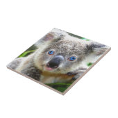 Carreau Koala Bears (Côté)