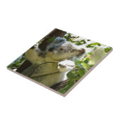 Carreau Koala cutie (Côté)