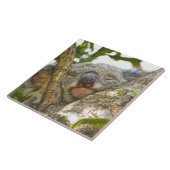 Carreau Koala faisant une sieste (Côté)