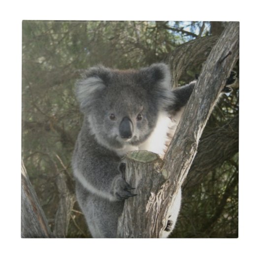 Carreau Koala mignon grimpant à un arbre (Devant)