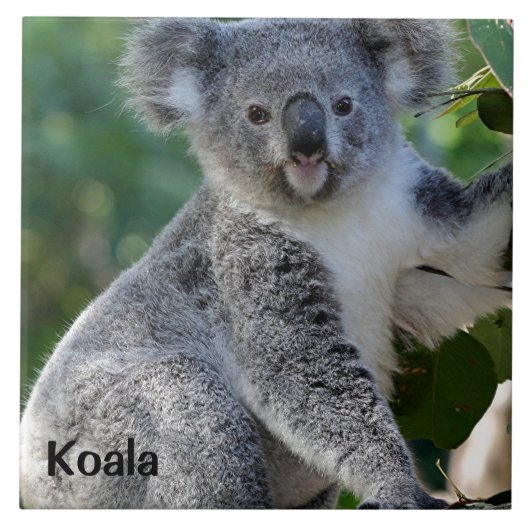 Carreau Koala : Un koala australien mignon (Devant)
