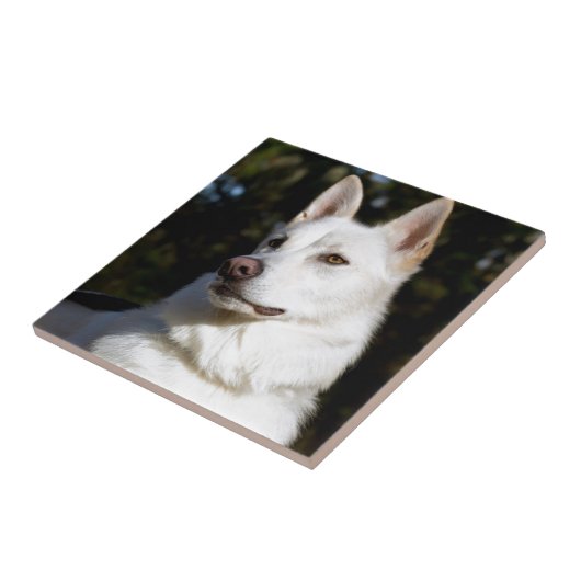 Carreau Kodah Le Berger Blanc Wolfdog (Côté)