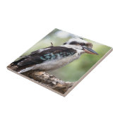 Carreau Kokaburra riant sur l'île Fraser Australie (Côté)