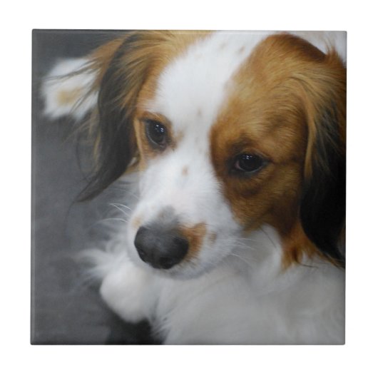 Carreau kooikerhondje-2.jpg (Devant)