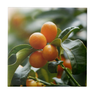 Carreau Kumquats sur Kumquat Tree Branch