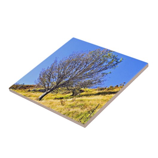 CARREAU L0NE TREE (Côté)