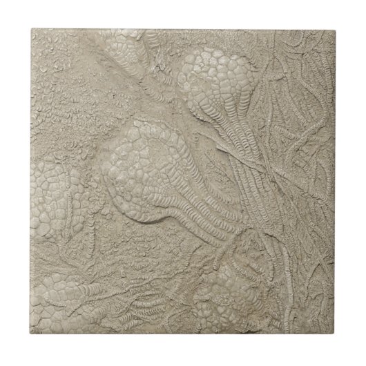 Carreau La collection fossile (Devant)