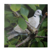 Carreau La colombe à collier eurasienne sur le cerisier (Devant)