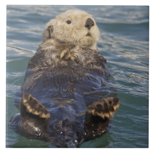 Carreau La loutre de mer joue sur les icebergs à Surprise (Devant)