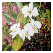 Carreau La Moth Orchid malaisienne et un Cerami américain (Devant)