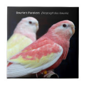 Carreau La Perruche de Rubino Bourke (Devant)