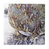 CARREAU LA PLAGE (Devant)