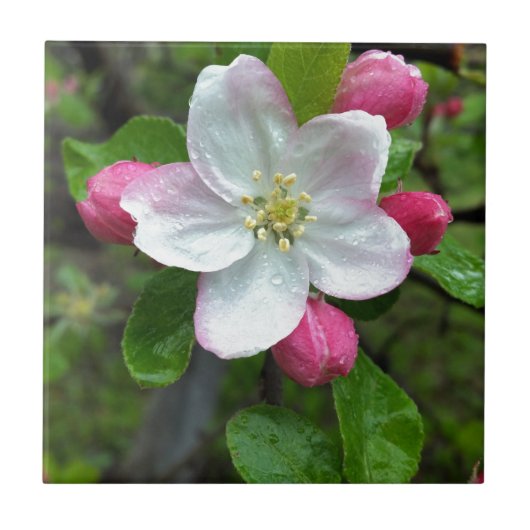 Carreau La pluie tombe sur une petite fleur (Devant)