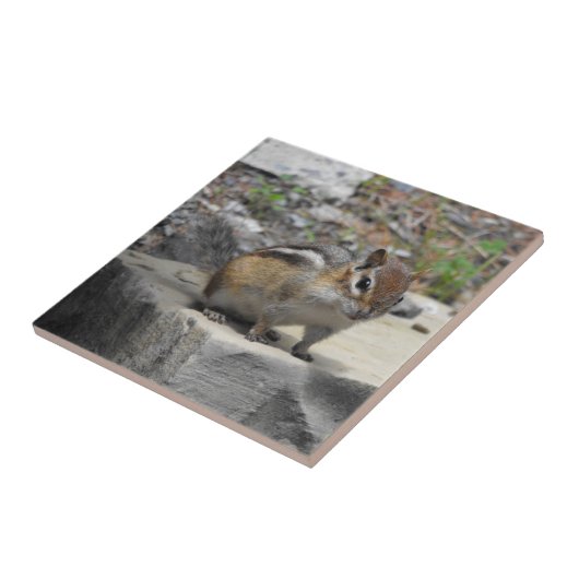 Carreau La tamia mignonne aiment la créature sur une tuile (Côté)