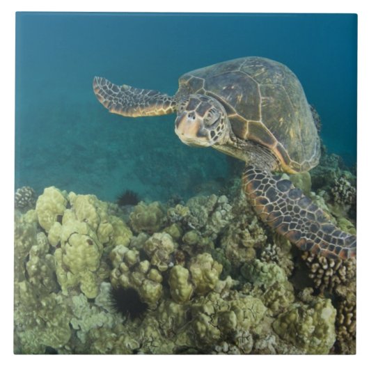 Carreau La tortue verte, (Chelonia mydas), est le (Devant)