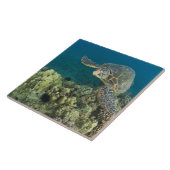 Carreau La tortue verte, (Chelonia mydas), est le (Côté)