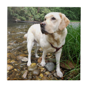 Carreau Laboratoire jaune, chien d'eau jouant dans un ruis