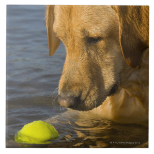 Carreau Labrador jaune avec de la balle de tennis dans