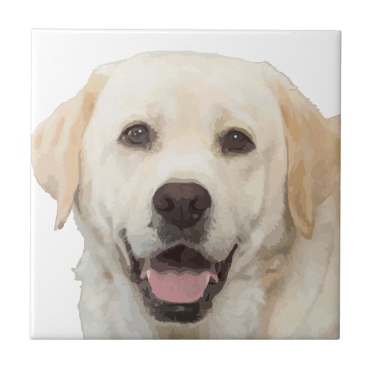 Carreau Labrador retriever 1 (Devant)