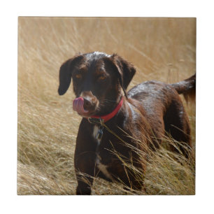 Carreau Labrador Retriever Chocolat Marron
