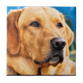 Carreau Labrador retriever d'or (Devant)